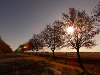 Arboles en el camino