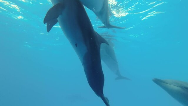 Pod of Bottlenose Dolphins with baby swim under surface of the blue water. Close-up 
