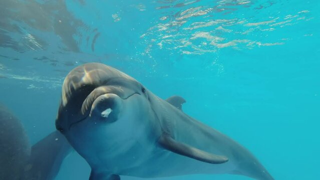 Dolphin Selfie - Curious dolphin approaching the camera lens. Extreme close-up of Bottlenose Dolphin swim in the blue water