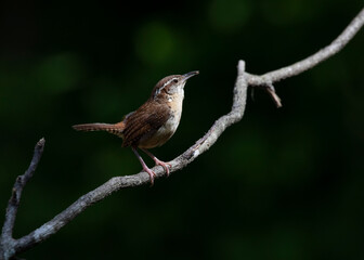 carolina wren on branch