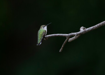 humming bird on branch