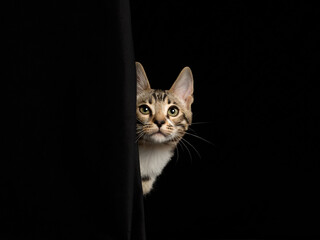 Portrait of a bengal kitten on black background, studio shot