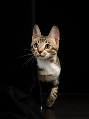 Portrait of a bengal kitten on black background, studio shot
