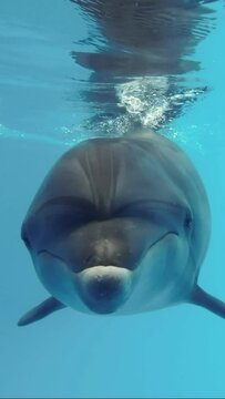 VERTICAL VIDEO: Dolphin Selfie - Curious dolphin swimming close to the camera, peers into lens and blows air bubbles. Extreme close-up