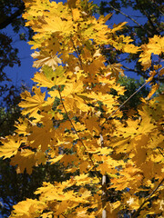 Yellowed maple leaves against a blue sky. Autumn foliage.  Sunny autumn day.