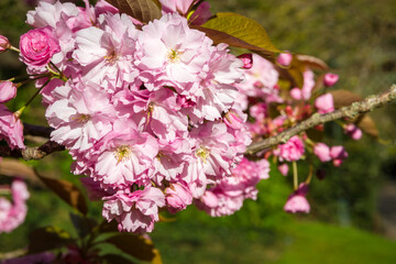 Japanese cherry blossom in spring. Macro view