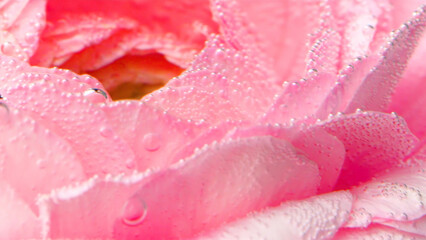 Close up of a beautiful flower underwater with bubbles. Stock footage. Macro view of a soft...