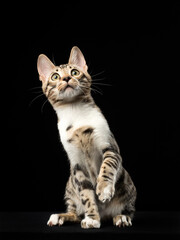 Portrait of a bengal kitten on black background, studio shot