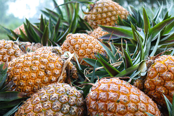 ripe pineapple stock on farm
