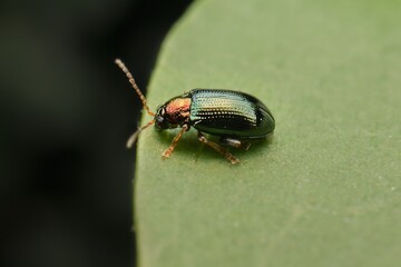 little beetle Crepidodera aurata on a leaf