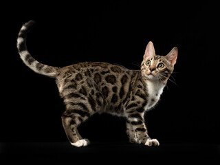 Portrait of a bengal kitten on black background, studio shot