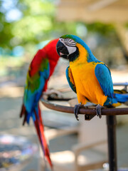 portrait of cute and colorful macaws