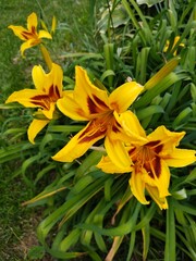 Yellow lily flower.