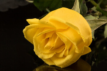 Rosa amarilla con gotitas de agua