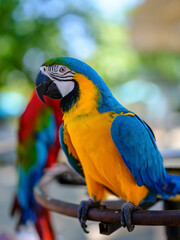 portrait of cute and colorful macaws