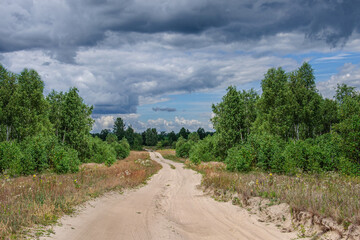 Fototapeta na wymiar A well-rolled dirt road goes through a birch grove, with a gray gloomy sky above it. Ukraine