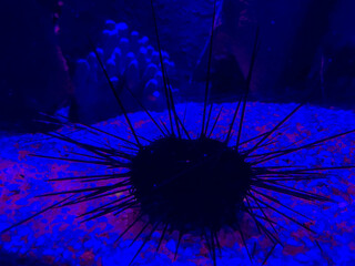 sea ​​bottom. corals, stones, snags, small rocks in the water. sea world, a black sea urchin...