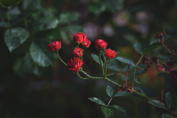 Small red roses in garden. Deep green leaves with brighr red roses. Wild blooming flowers. Summer garden. Beauty in nature, close up. Mini roses in shadows. Spring nature. Fragrance in nature.