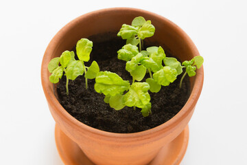 Fresh young basil (ocimum basilicum) sprouts in a terracotta pot against a white background.