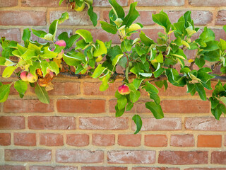 Apple trees near the brick wall. Apple trees are planted along the wall.