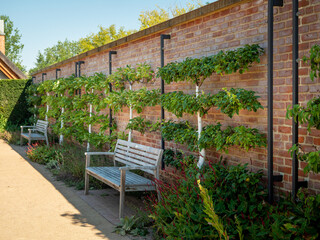 Apple trees near the brick wall. Apple trees are planted along the wall.