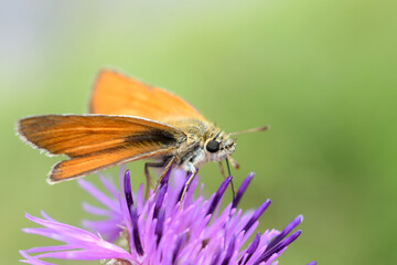 Motyl siedzący na fioletowym kolczastym kwiecie. Pomarańczowy owad z dziwnymi skrzydłami zbiera pyłki z kwiatów. - obrazy, fototapety, plakaty