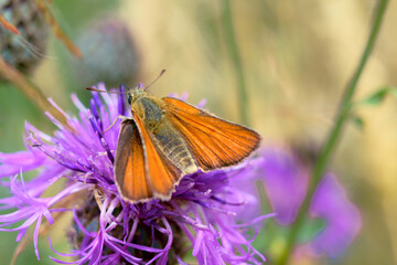 Fototapeta Motyl siedzący na fioletowym kolczastym kwiecie. Pomarańczowy owad z dziwnymi skrzydłami zbiera ypykji z kwiatów. obraz