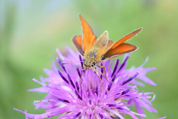 Motyl siedzący na fioletowym kolczastym kwiecie. Pomarańczowy owad z dziwnymi skrzydłami zbiera ypykji z kwiatów. - obrazy, fototapety, plakaty