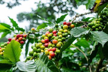 Mexican coffee plant