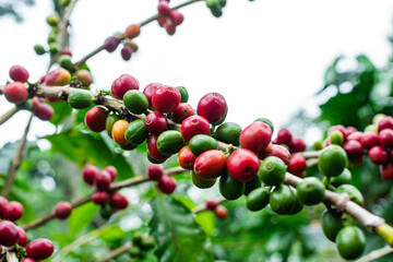 Mexican coffee plant