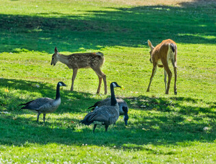 Tacoma Park Doe And Fawn 2