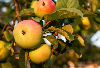 Fresh apple ripening on the tree in the garden on the sunset light