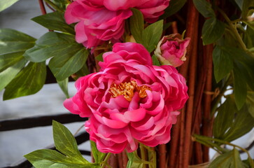 pink flowers 