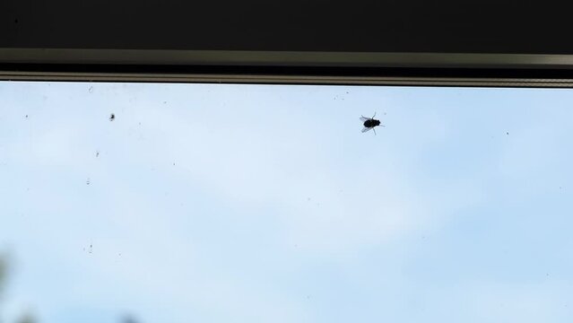 Video shooting close-up. A large fat fly climbs the dirty glass of a window in a house or office building. Insect in the house, indoors. Pest control in the building