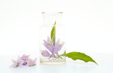 Hosta flowers in glass pot