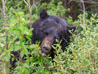 black bear in the woods