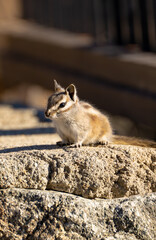 chipmunk on the rock