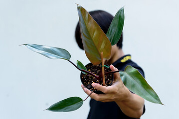 Closeup to Philodendron Majesty in the pot 
