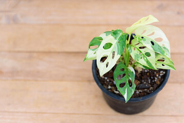 Monstera adansonii albo  variegated giant 