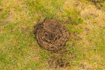 detail of a cow shit located in the bush ecological resource for agriculture