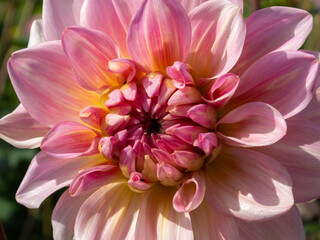 Large Salmon Pink Dahlia flowering in a garden in Kent