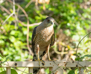 Perched Coopers Hawk