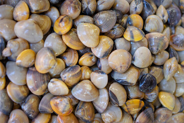 Seafood. Close up of raw mollusk in shells on the market.