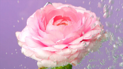 Close up of flower underwater. Stock footage. Macro view of a blossoming opened rose bud in bubbling water isolated on a purple wall background.