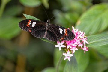 Postman Butterfly (heliconius melpomene)