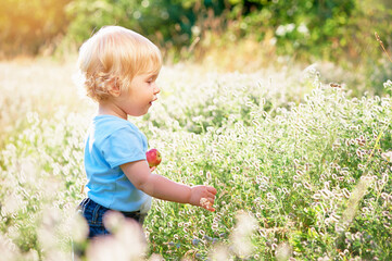 Little boy with apple plays on a green meadow.