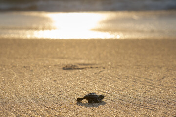 Baby Hawksbill turtle - outline of hawksbill turtle moving through the sand to the ocean