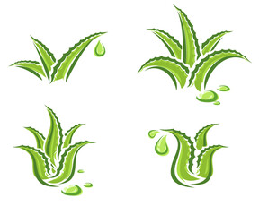 Fototapeta premium Aloe Vera set. Collection icon Aloe Vera. Vector