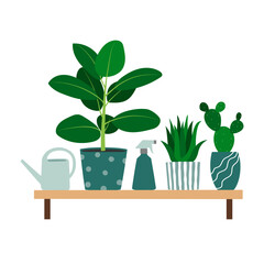Houseplants, watering can and plant mister on a shelf. Trendy composition with home decorations
