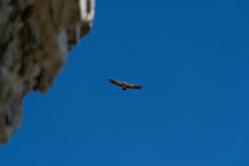 buitre volando